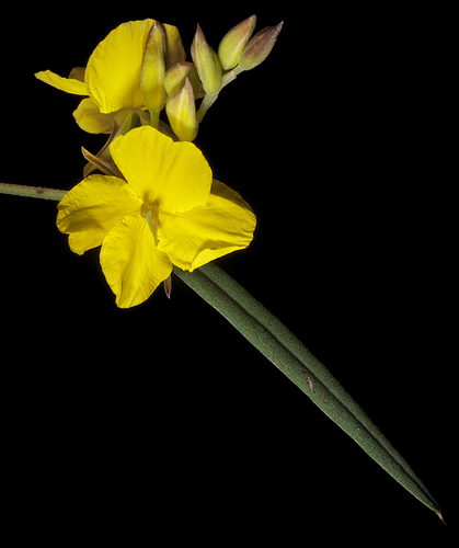 Labichea punctata
