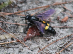 Pygodasis quadrimaculata
