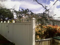 Eucalyptus pulverulenta