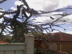 Eucalyptus pulverulenta