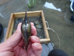 Lasmigona complanata