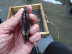 Lasmigona complanata