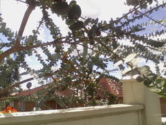 Eucalyptus pulverulenta
