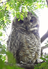 Strix ocellata