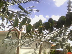 Eucalyptus pulverulenta