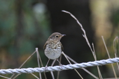 Catharus ustulatus