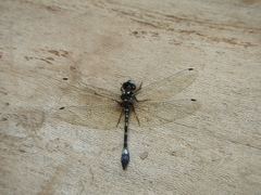 Macrothemis pseudimitans