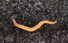 Argonemertes australiensis