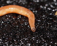 Argonemertes australiensis
