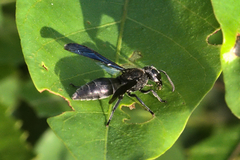 Allorhynchium argentatum