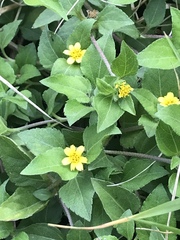 Calyptocarpus vialis