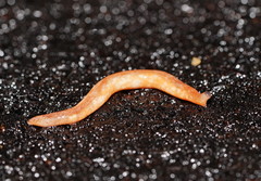 Argonemertes australiensis