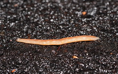 Argonemertes australiensis