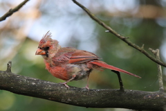 Cardinalis cardinalis