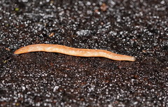 Argonemertes australiensis