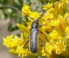 Crossidius pulchellus