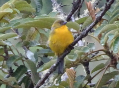 Anisognathus lacrymosus