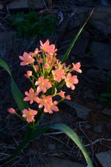 Moraea bifida