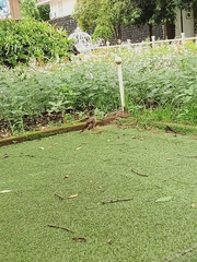 Acridotheres tristis