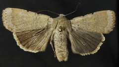 Abagrotis trigona