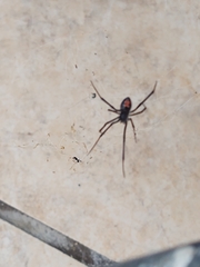 Latrodectus mactans