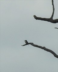 Todiramphus macleayii