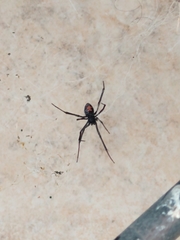 Latrodectus mactans