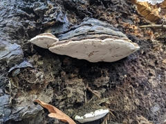 Fomitopsis ochracea