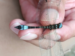 Macrothemis pseudimitans