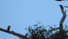 Todiramphus macleayii