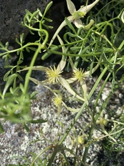 Clematis leptophylla
