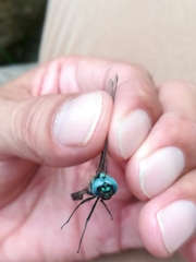 Macrothemis pseudimitans