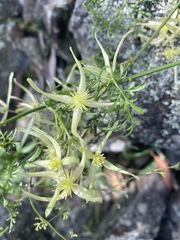 Clematis leptophylla