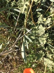 Stanleya pinnata pinnata