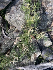 Clematis leptophylla