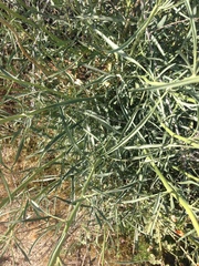 Stanleya pinnata pinnata