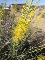 Stanleya pinnata pinnata