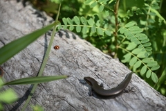 Acritoscincus platynotus