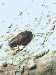Myrmecoblatta hebardi