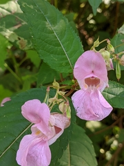 Impatiens glandulifera