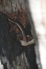 Acritoscincus platynotus