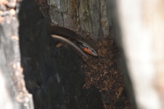 Acritoscincus platynotus