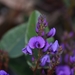 Hardenbergia violacea - Photo (c) Taylor,  זכויות יוצרים חלקיות (CC BY-NC), הועלה על ידי Taylor