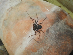Phrynus operculatus