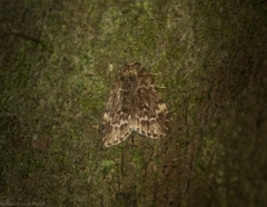Scaphidriotis xylogramma