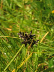 Cyperus niger
