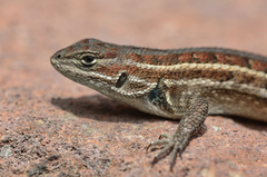 Sceloporus scalaris