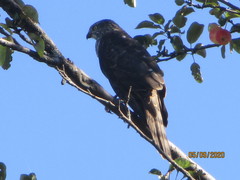 Accipiter nisus