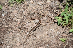 Acritoscincus platynotus