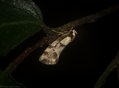 Coesyra hemiphragma